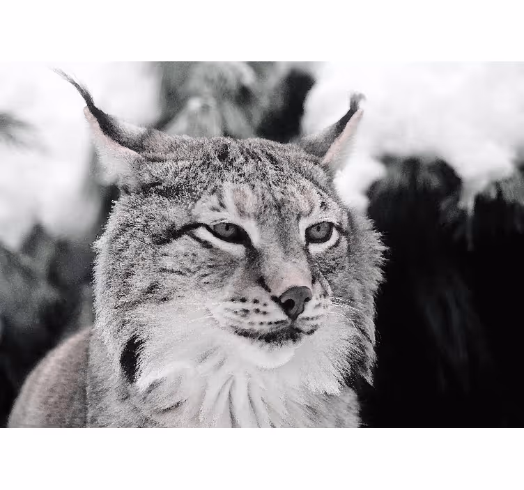 Intenzív tekintetű lynx Állati falfestmények - TenStickers