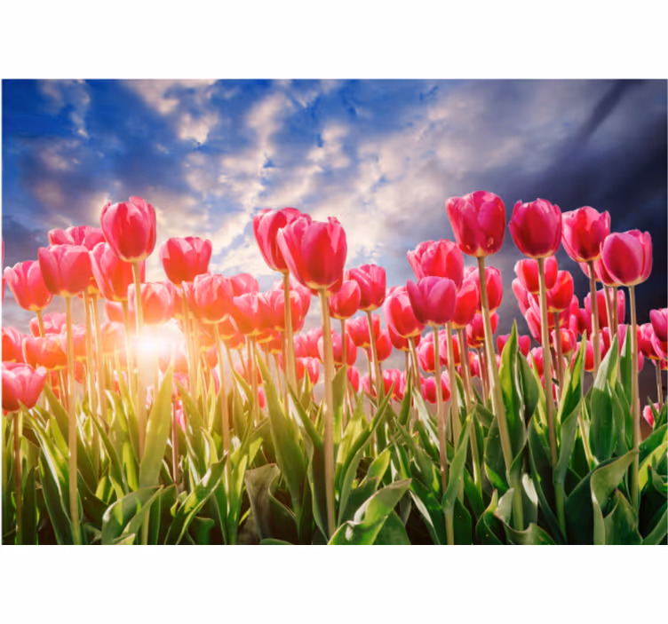 Virágos naplemente tulipán falfestmény - TenStickers