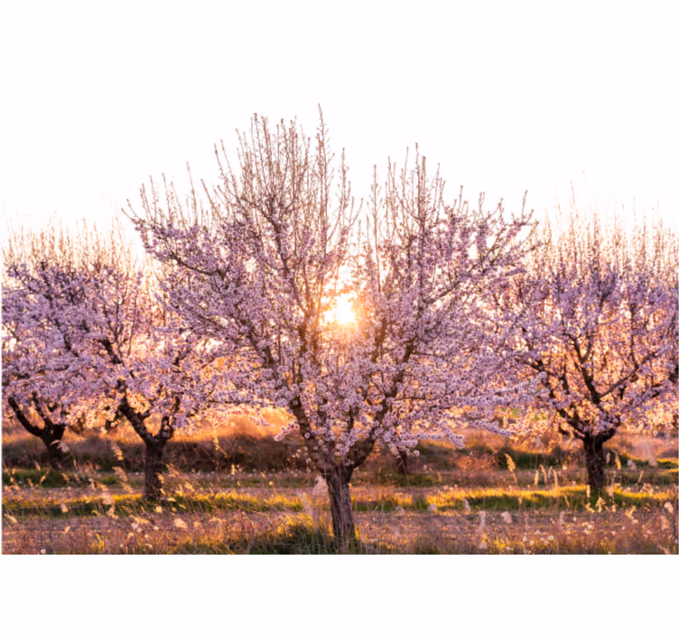 Virág falfestmények virágzó cseresznyefák - TenStickers