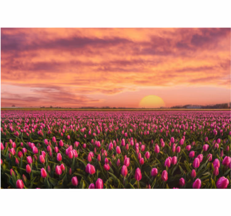 Tulipános mező naplemente virág falfestmények - TenStickers