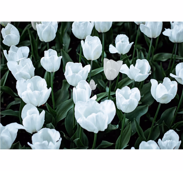 Fehér tulipán fotó falfestmény - TenStickers