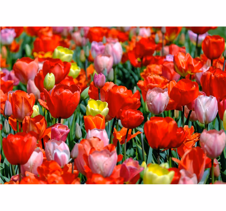 Színes tulipán mezőség virág falfestmények - TenStickers