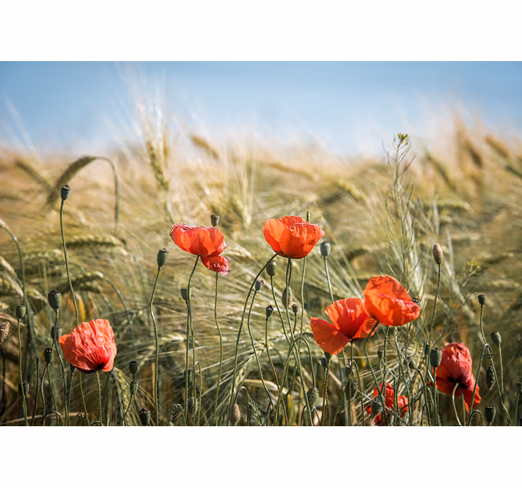 Mák falfestmények poppy rét nyugalma - TenStickers