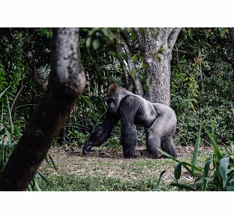 Ezüst fekete gorilla a fák mellett falfestmény - TenStickers