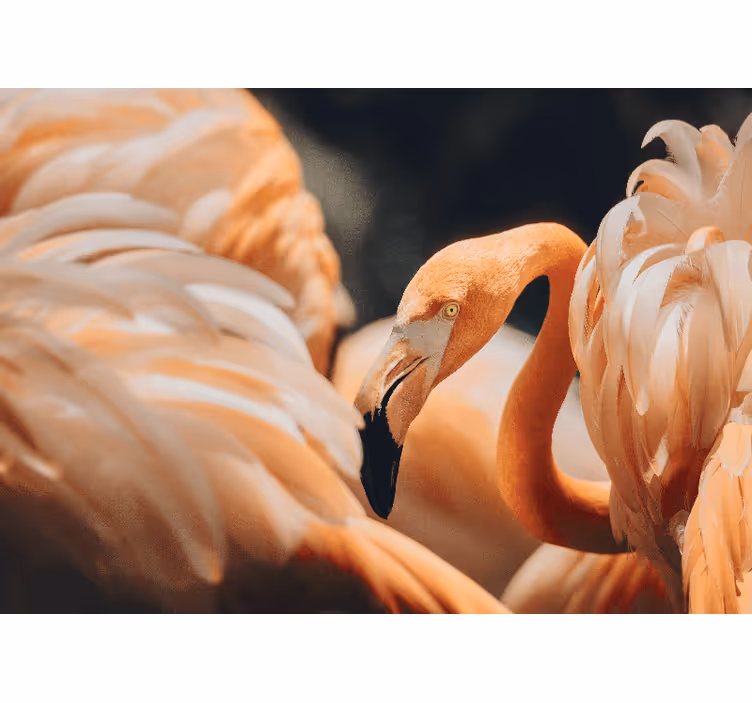 Elegáns flamingó jelenet más állat falfestmények - TenStickers