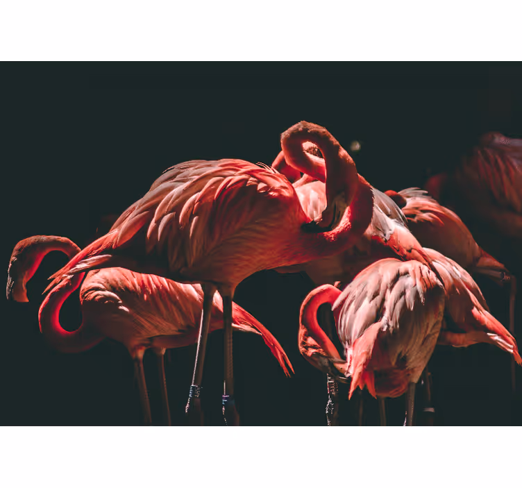 Flamingó nyugalom Állati falfestmények - TenStickers