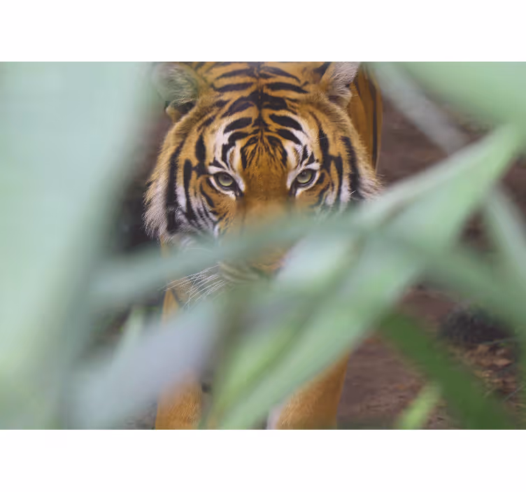 Tigris a vadonban - Állati falfestmények - TenStickers