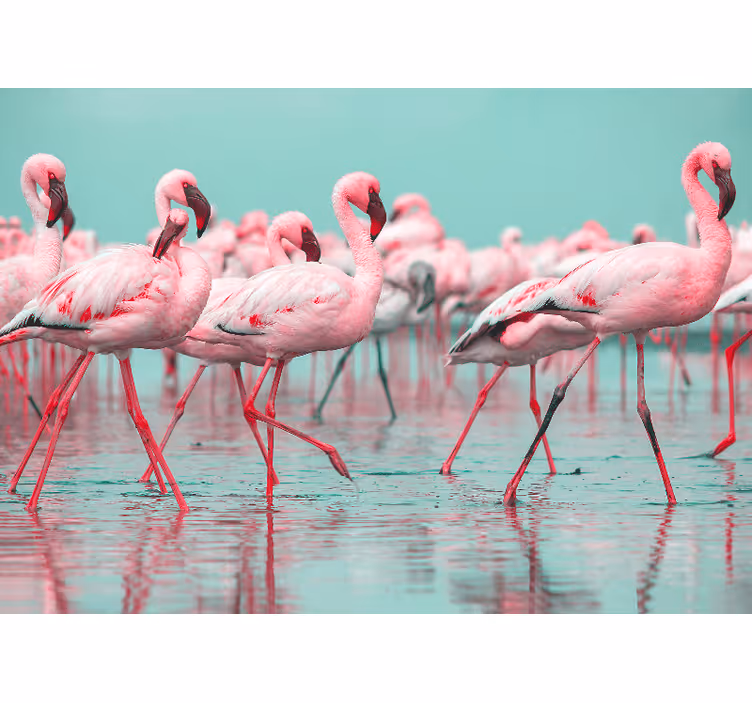 Flamingó csoport séta Állati falfestmények - TenStickers