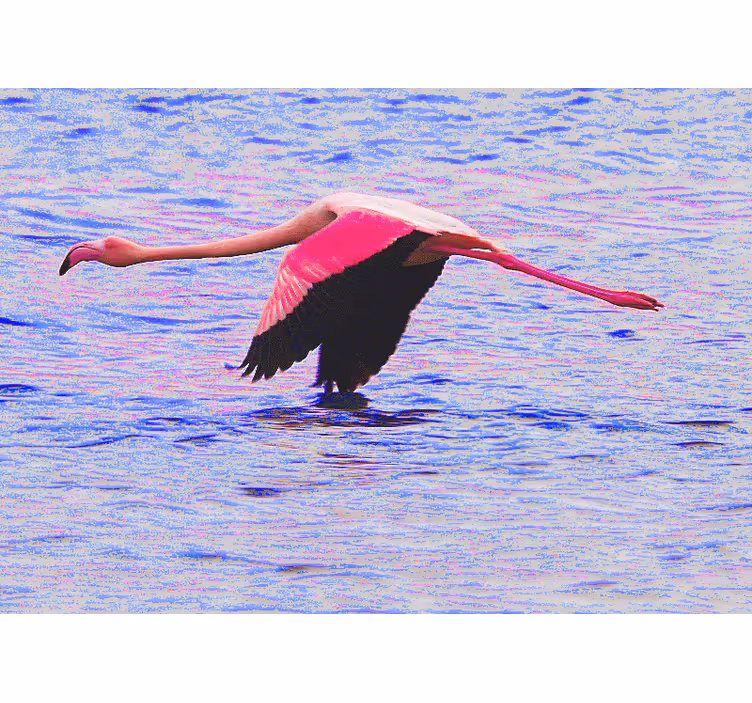 Flamingó repülés közben Más állat fototapéta - TenStickers