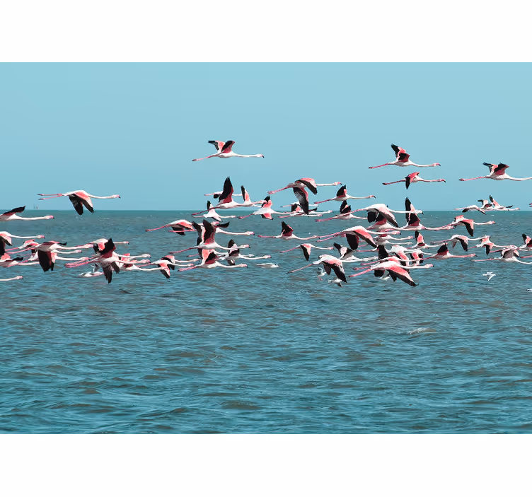 Flamingók a víz felett - Állati falfestmények - TenStickers