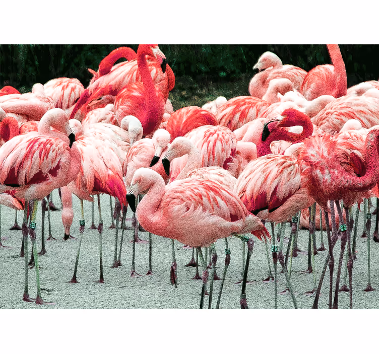 Flamingó raj - Állati falfestmények - TenStickers
