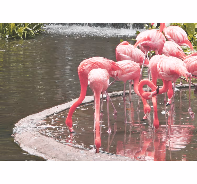 Flamingó gyűjtés Állati falfestmények - TenStickers