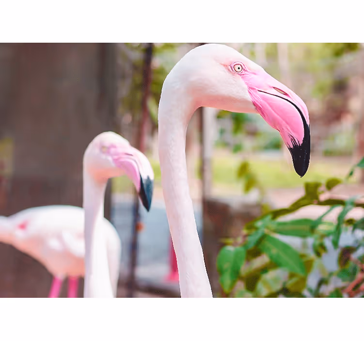 Elegáns flamingó pár más állat falfestmények - TenStickers
