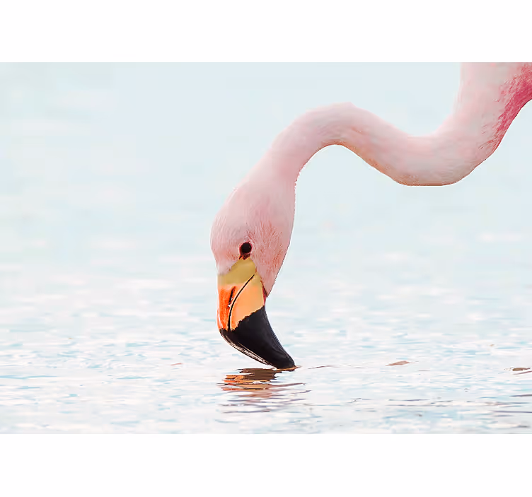 Flamingó víz tükör - más állat falfestmények - TenStickers
