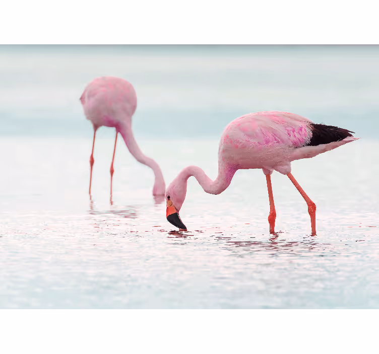 Flamingó etetési jelenet Állati falfestmények - TenStickers