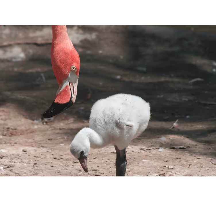 Flamingócsibe állati falfestmények - TenStickers