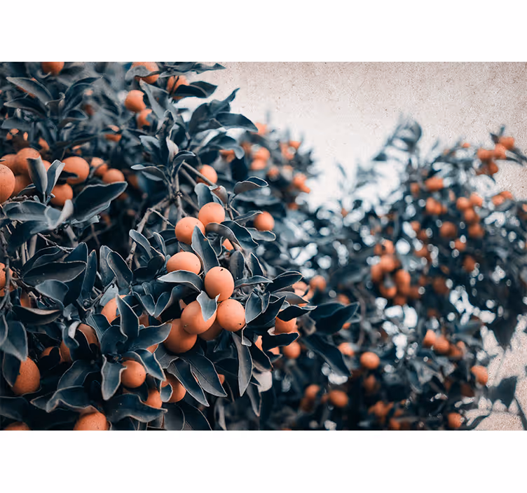 Citrus gyümölcság virág falfestmények - TenStickers