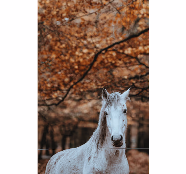 Fenséges fehér ló Állati fototapéta - TenStickers