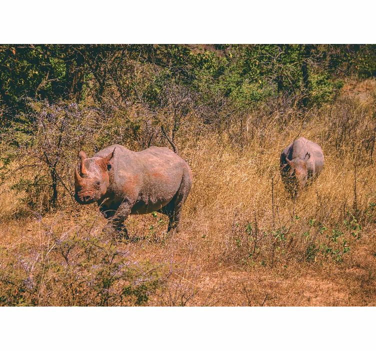 Rhinók a füves területen Állati falfestmények - TenStickers