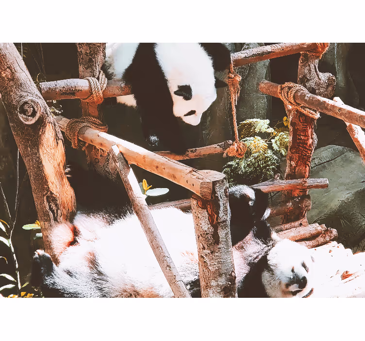 Panda játszóhely Állati falfestmények - TenStickers