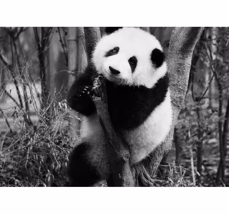 Panda a fán - Állati falfestmények - TenStickers
