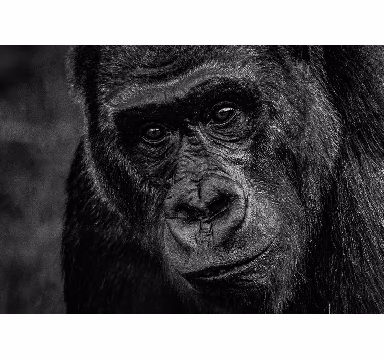 Gorilla közeli nézet - Állati falfestmények - TenStickers