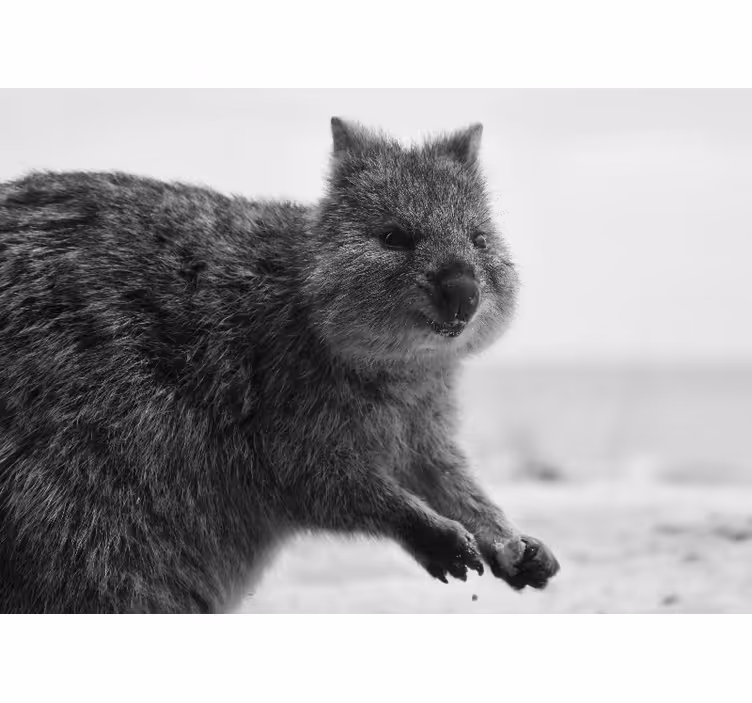 Közelről wombat kifejezés Állati falfestmények - TenStickers