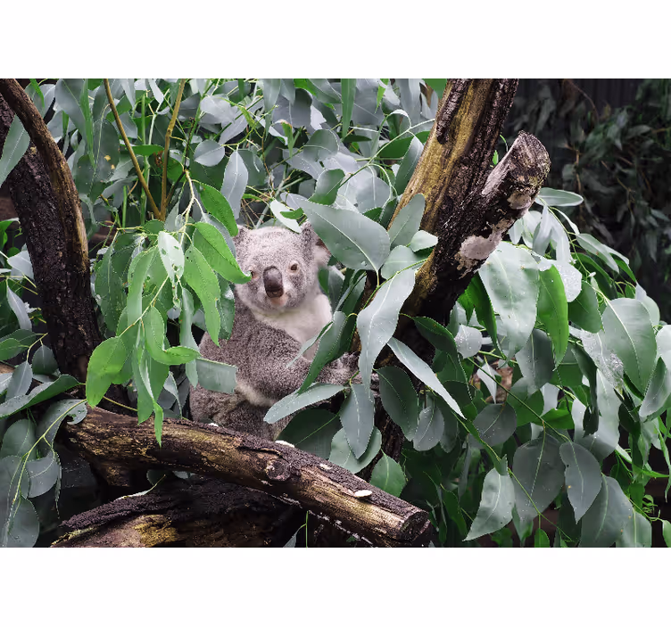 Koala a levelek között - Állati falfestmények - TenStickers
