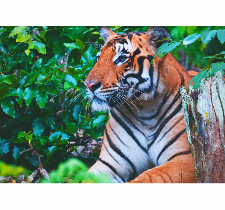 Majdnem félelmetes tigris a dzsungel falfestményeken - TenStickers