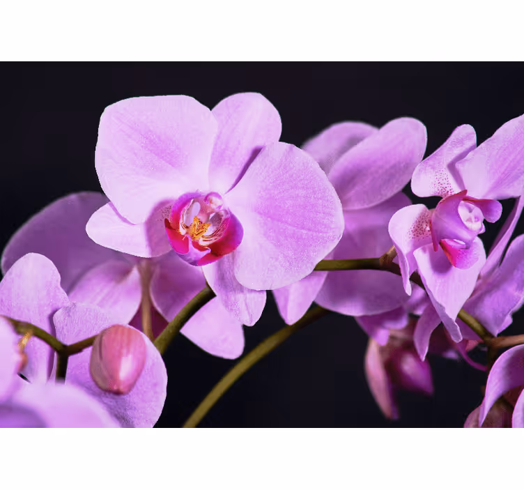 Elegáns orchidea virágok falfestmény - TenStickers