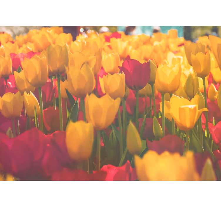 Sokszínű tulipán rét tulipán falfestmény - TenStickers