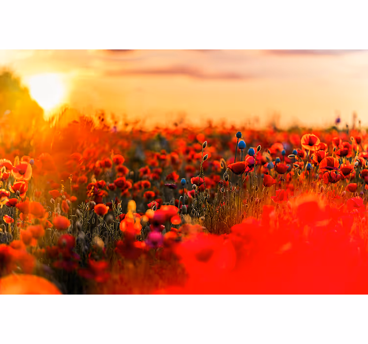 Tavaszi mező a naplemente Mák fototapéta - TenStickers