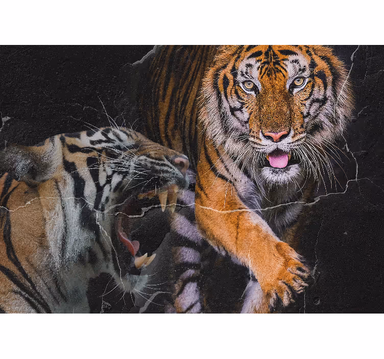 Fenséges tigris találkozás Állati falfestmények - TenStickers