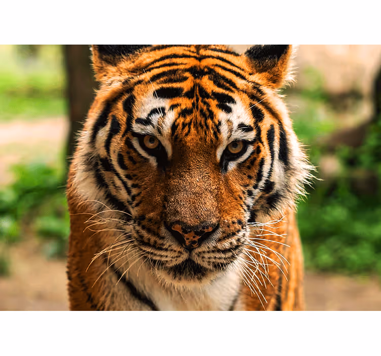 Fenyegető tigris néz előre falfestmény - TenStickers