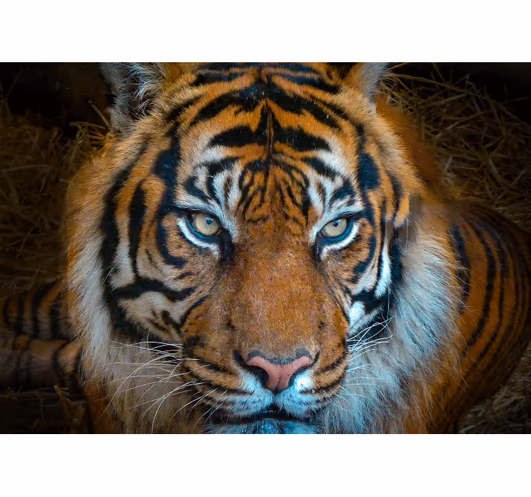Nyugodt és fenyegető tigris falfestmény - TenStickers