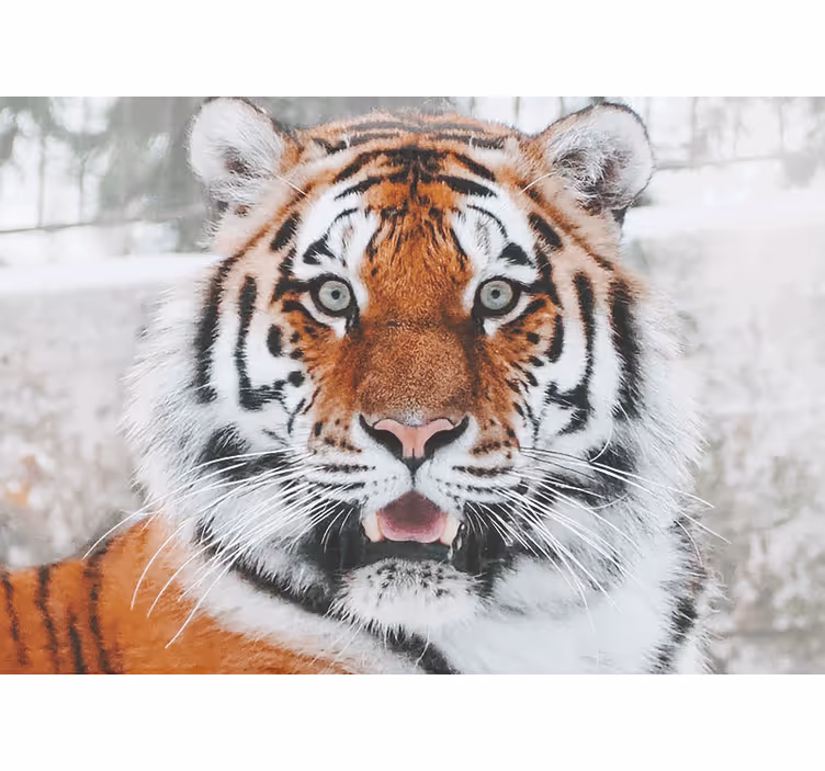 Királyi tigris Ábrázolás Állati falfestmények - TenStickers