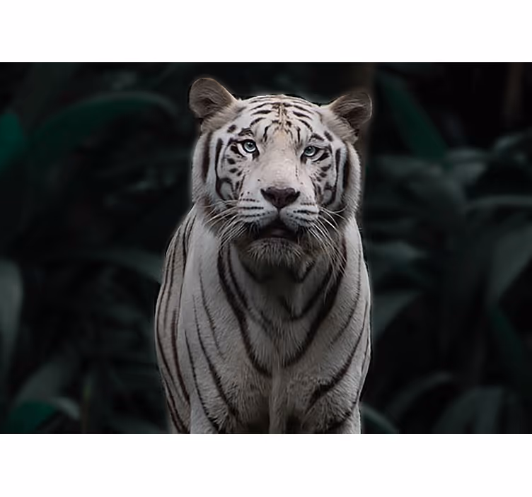 Fenyegető fehér tigris falfestmény - TenStickers