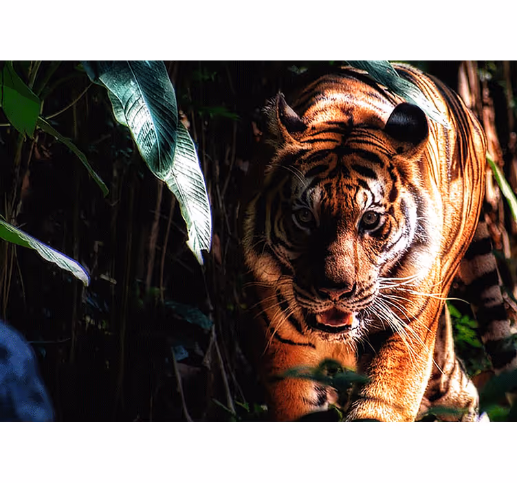 Séta tigris a dzsungelben falfestmény - TenStickers