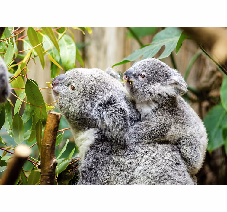 Gyönyörű koala család a dzsungel falfestményén - TenStickers