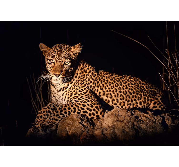 Leopárd reflektorfényben Más állat fototapéta - TenStickers