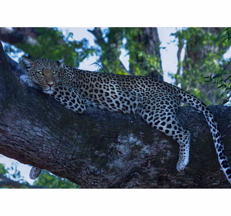 Leopárd kényelmesen pihen Állati fototapéta - TenStickers