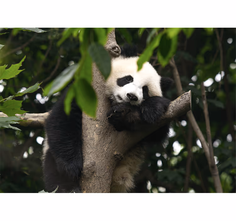 Panda pihenőfa Állati falfestmények - TenStickers