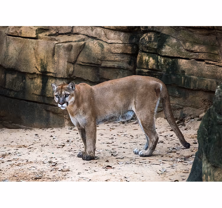 Puma a természetben - Állati falfestmények - TenStickers