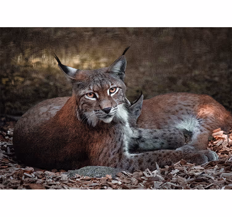 Lynx alvó pár Állati falfestmények - TenStickers