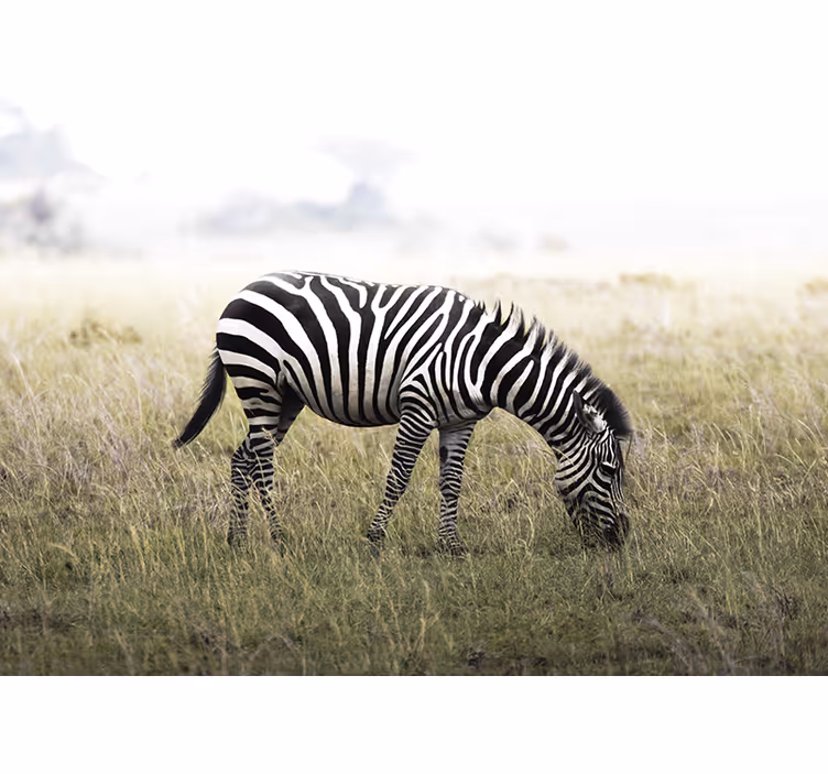 Zebra legelésző nyugalomban - Állati falfestmények - TenStickers
