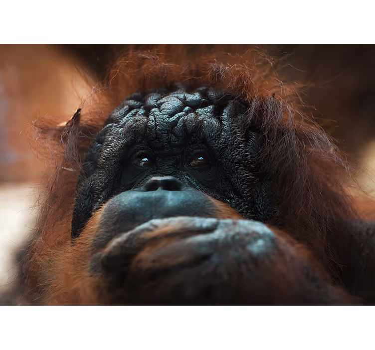 Orangután gondolkodó tekintete Állati falfestmények - TenStickers