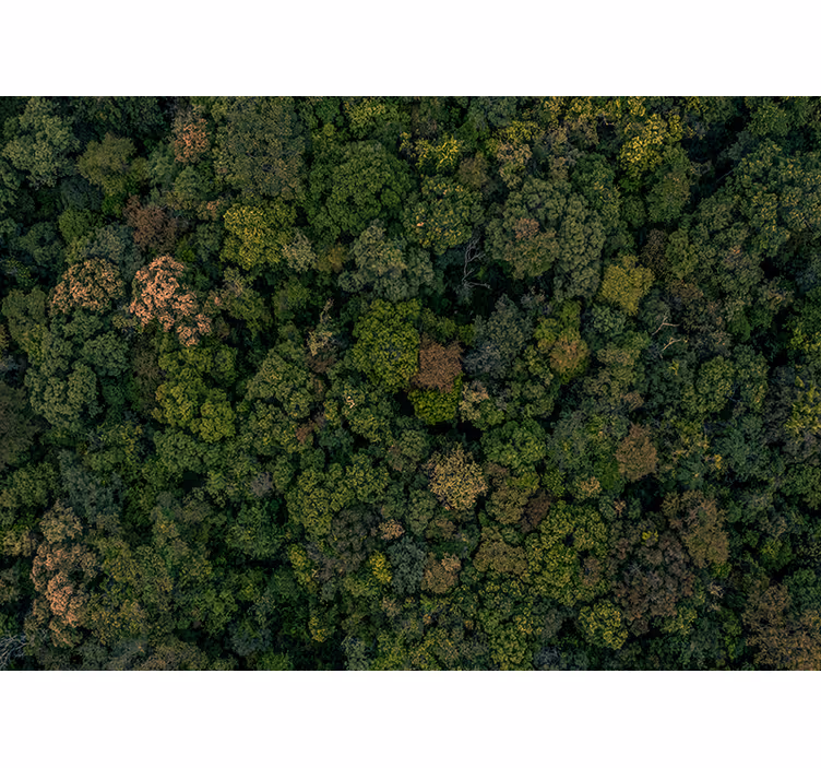Légi erdő kilátás dzsungel fototapéta - TenStickers