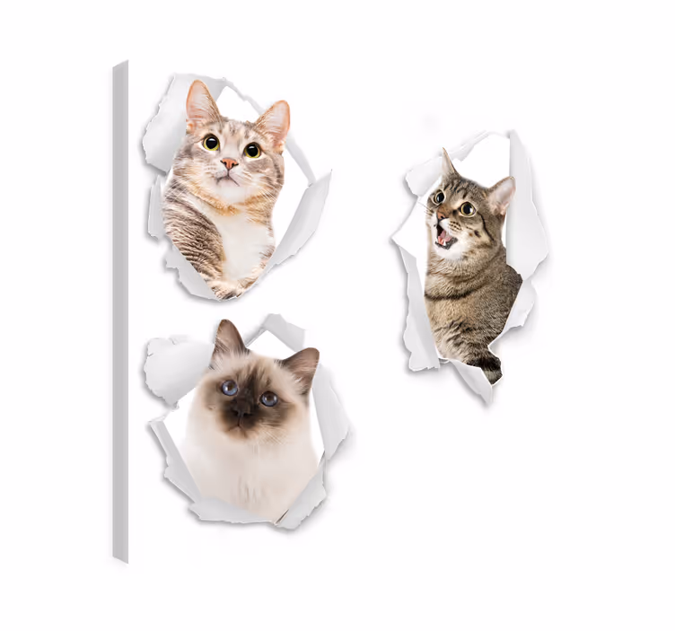 Kiscicák trampantojo vászon macskák - TenStickers
