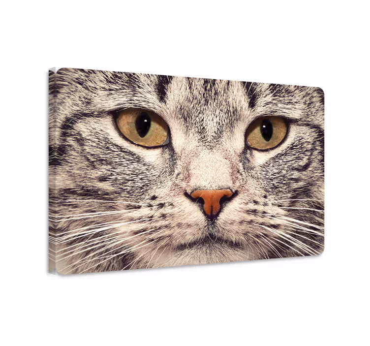 Macskafej laptop matricák vászon macskák - TenStickers