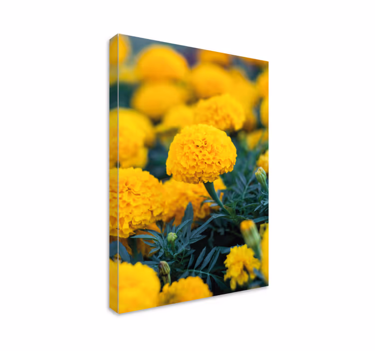 3d ráma flores naranjas 3d vászonképeket - TenStickers